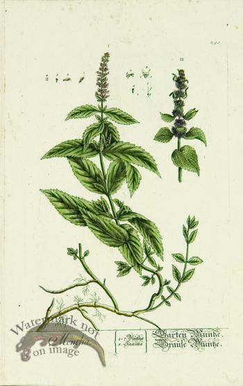 Blackwell German 075